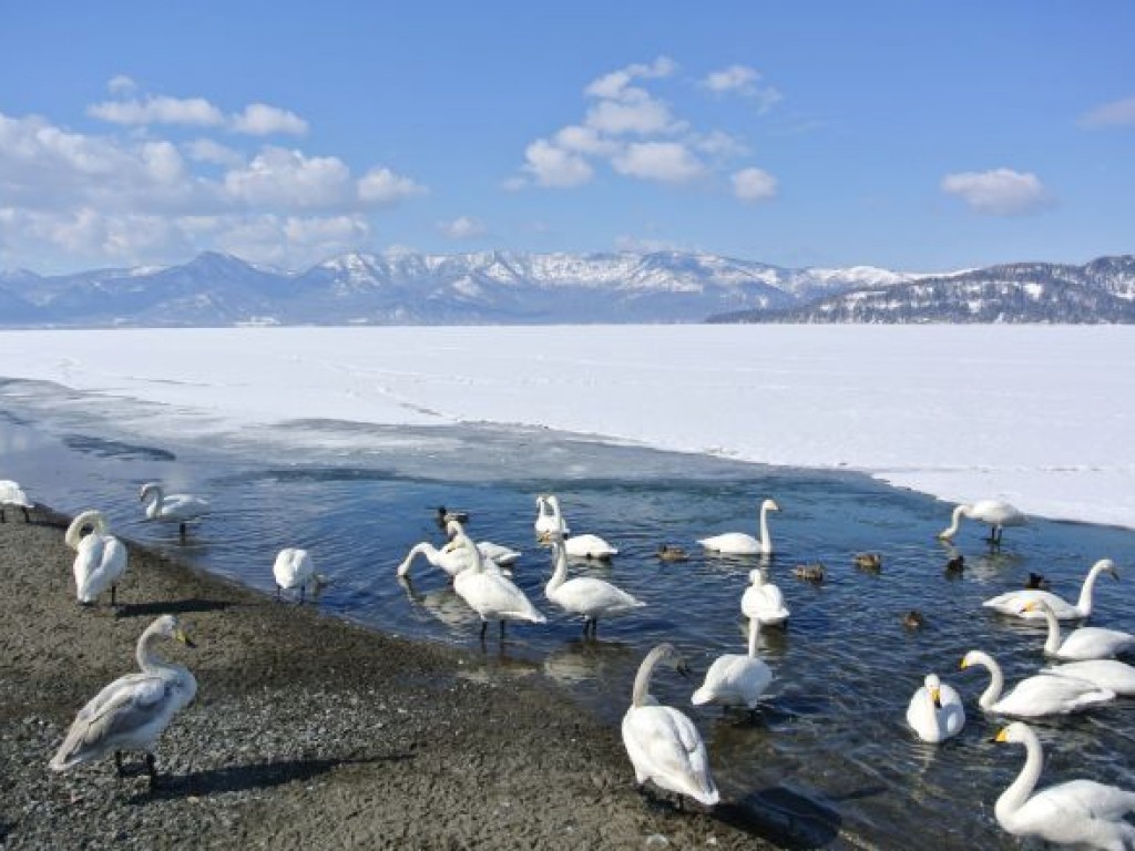 Tour Melihat Keindahan Alam Es dan Salju di Musim Dingin Hokkaido 4